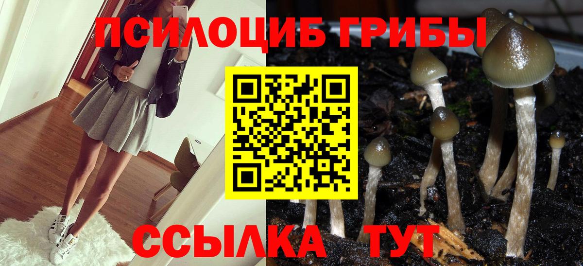 Вичуга  Псилоцибиновые грибы Cubensis  Вход с VPN 